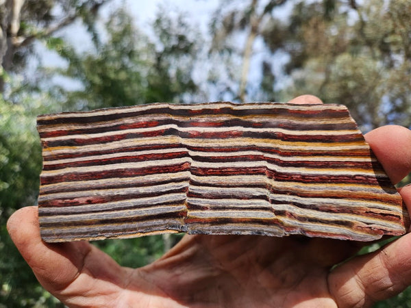 Polished Snakeskin Jasper slab  SS207