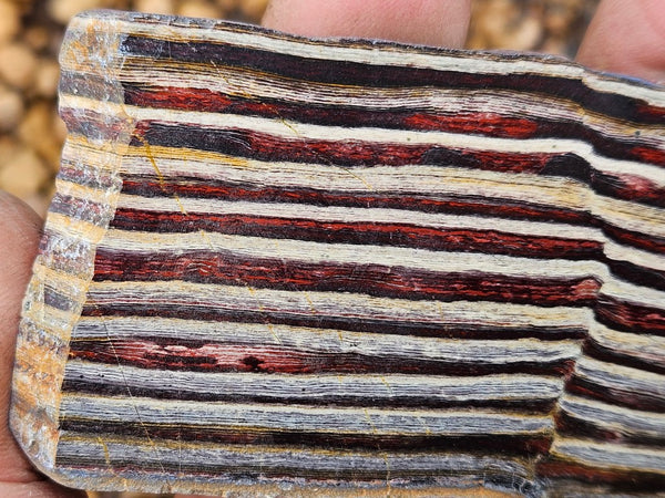 Polished Snakeskin Jasper slab  SS207