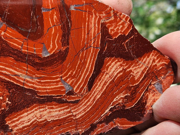 Polished  Snakeskin Jasper slab SS208