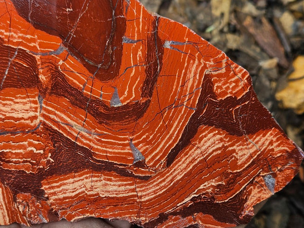 Polished  Snakeskin Jasper slab SS208
