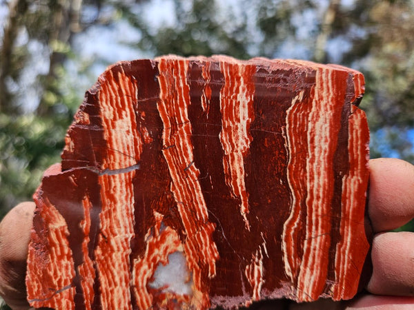 Polished  Snakeskin Jasper slab SS209