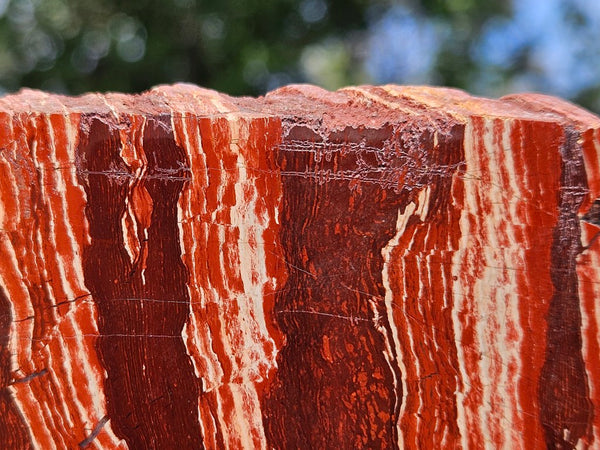 Polished  Snakeskin Jasper slab SS209