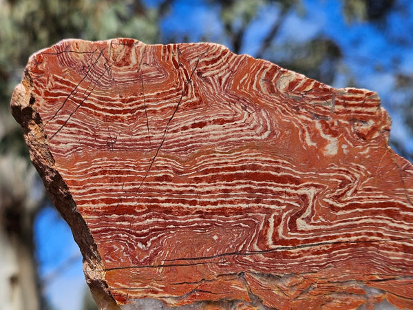 Polished  Snakeskin Jasper slab SS212