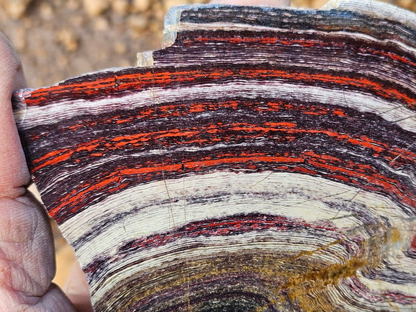 Polished  Snakeskin Jasper slab SS210