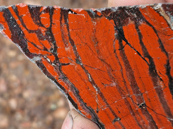 Starry Jasper polished slab SJ156