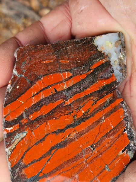 Starry Jasper polished slab SJ156