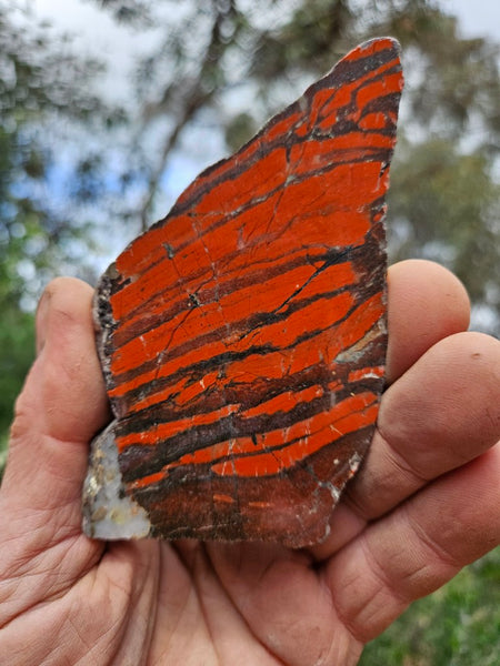 Starry Jasper polished slab SJ156