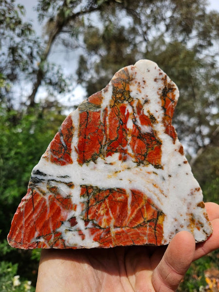 Starry Jasper  SJ155