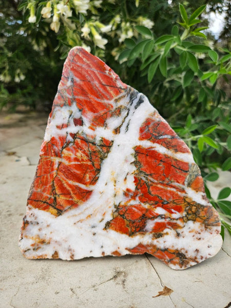 Starry Jasper  SJ155