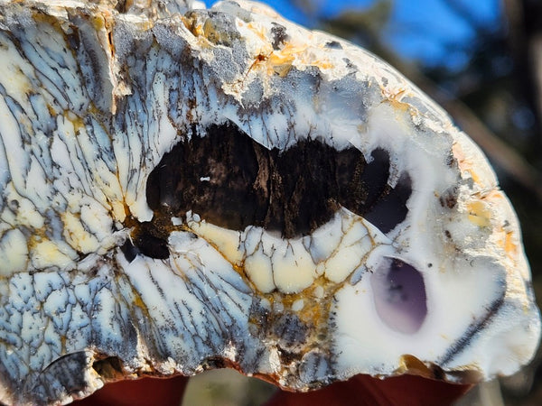Polished Dendritic Opal DO227