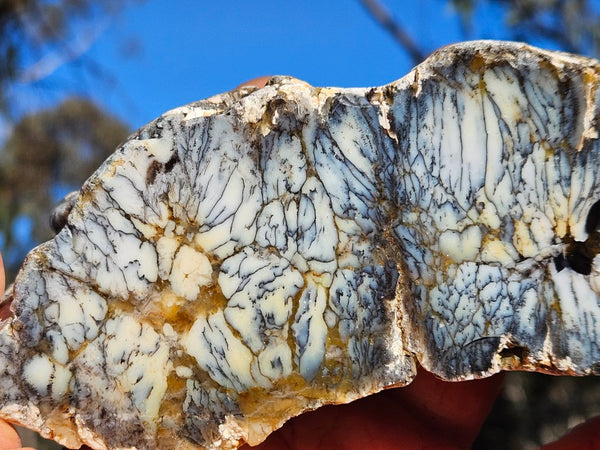 Polished Dendritic Opal DO227