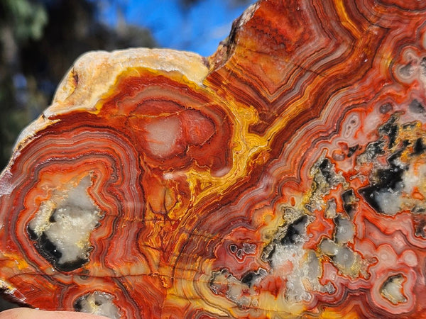 Polished Crazy Lace Agate slab CLA271