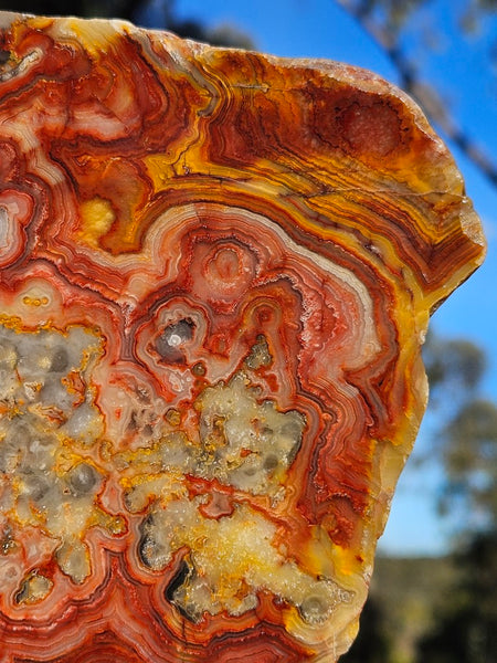Polished Crazy Lace Agate slab CLA271