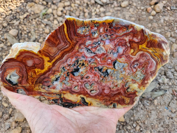 Polished Crazy Lace Agate slab CLA271