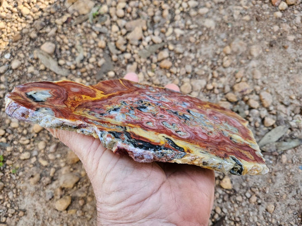 Polished Crazy Lace Agate slab CLA271