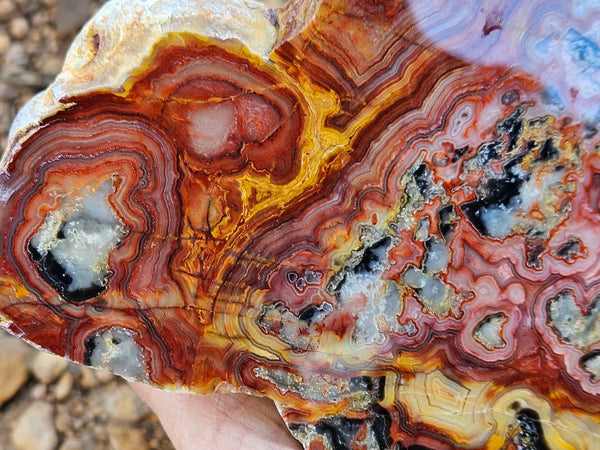 Polished Crazy Lace Agate slab CLA271