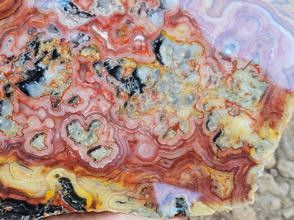 Polished Crazy Lace Agate slab CLA271
