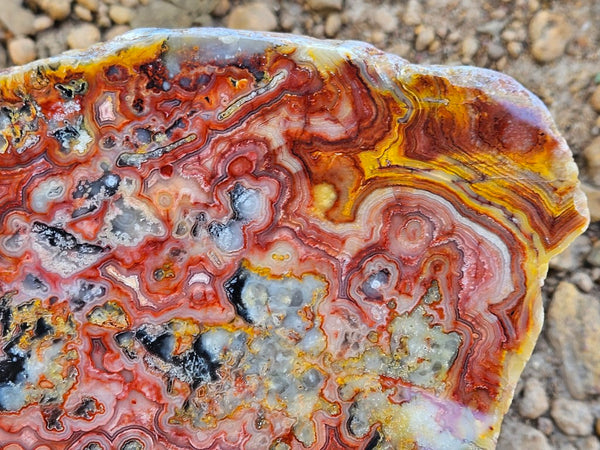 Polished Crazy Lace Agate slab CLA271