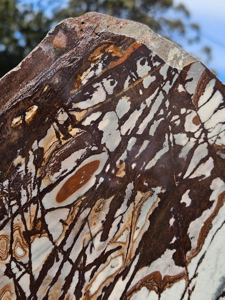 Polished Outback Jasper slab OJ198