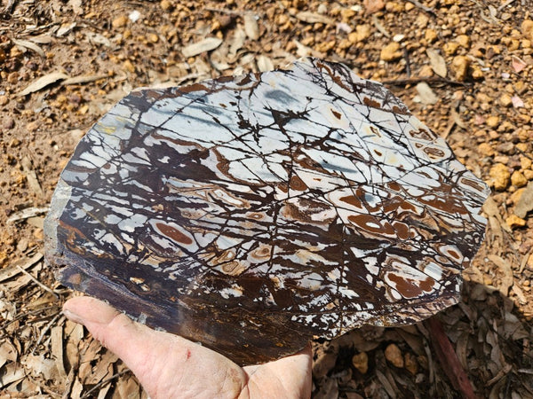 Polished Outback Jasper slab OJ198