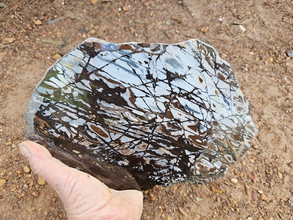 Polished Outback Jasper slab OJ198