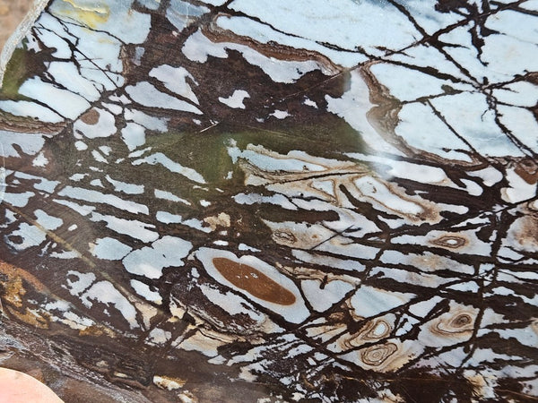 Polished Outback Jasper slab OJ198