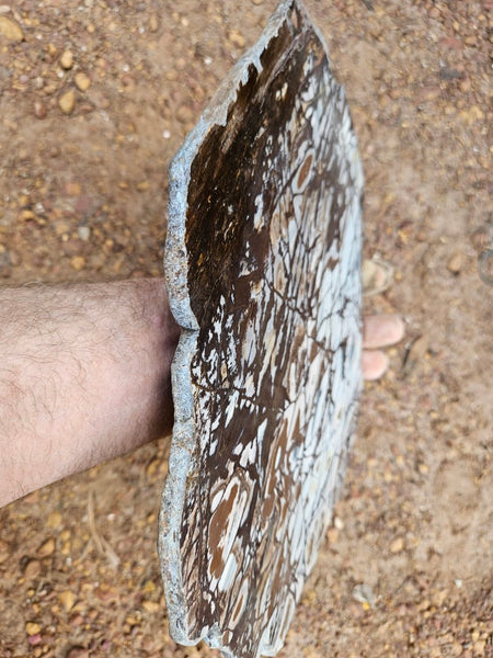 Polished Outback Jasper slab OJ198