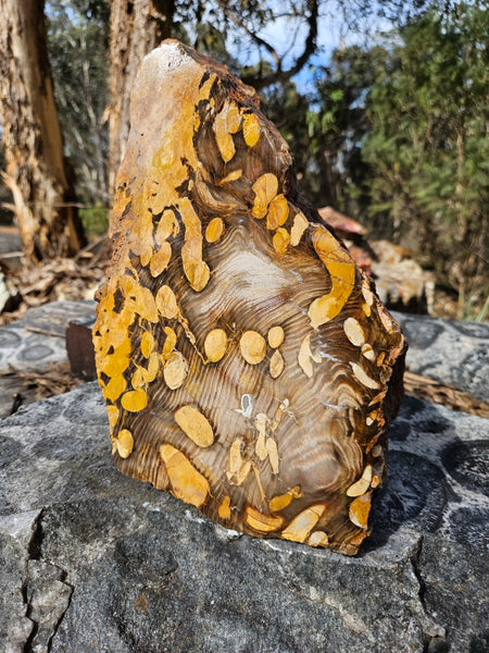 Polished Peanut Wood  PW353