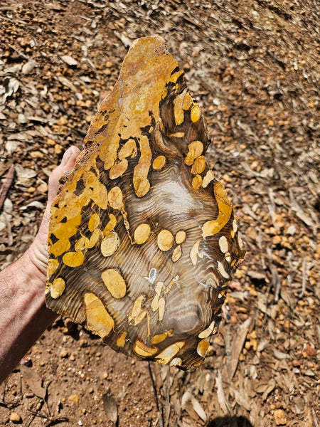 Polished Peanut Wood  PW353
