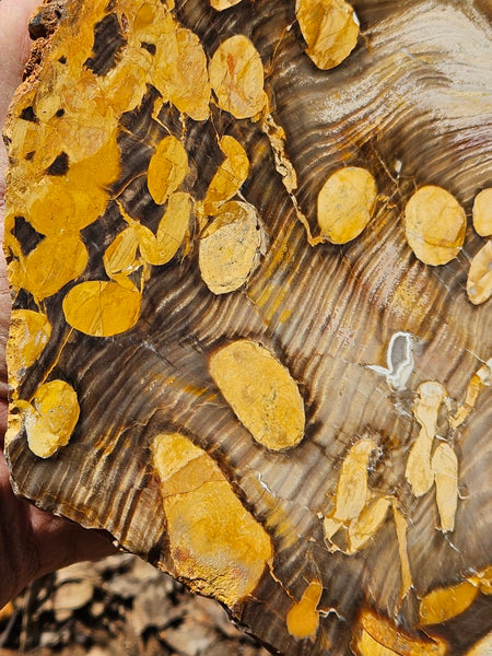 Polished Peanut Wood  PW353