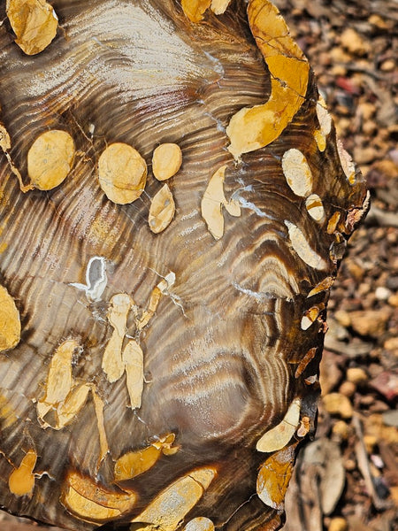 Polished Peanut Wood  PW353