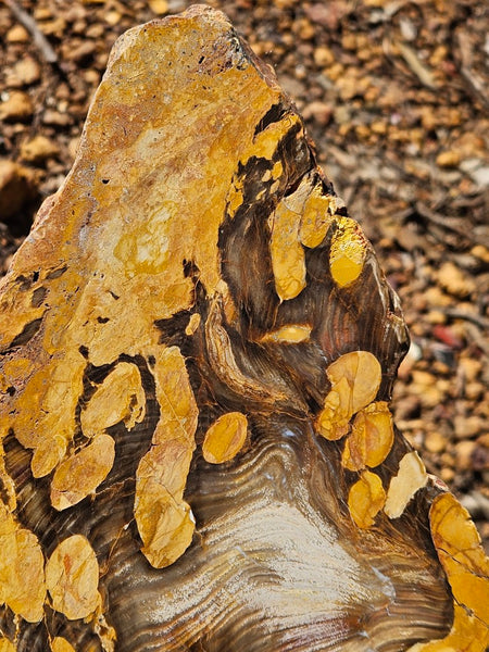 Polished Peanut Wood  PW353