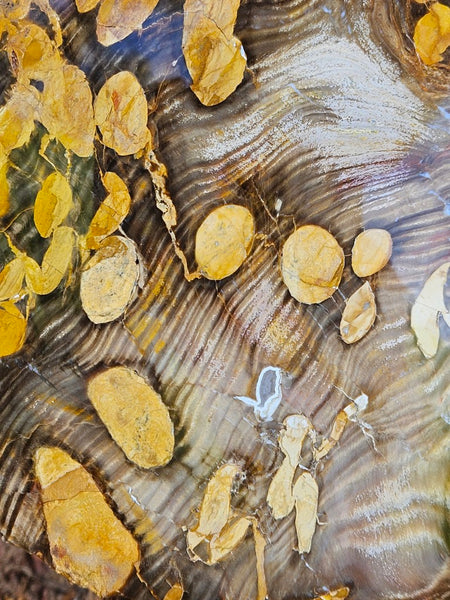 Polished Peanut Wood  PW353