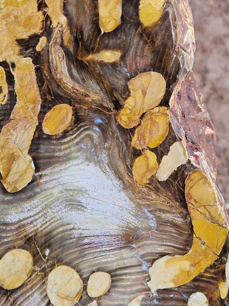 Polished Peanut Wood  PW353