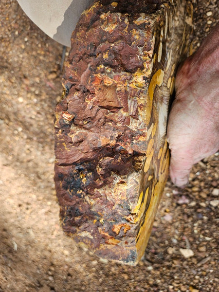 Polished Peanut Wood  PW353