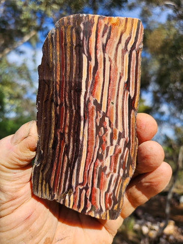 Polished Snakeskin Jasper slab  SS215