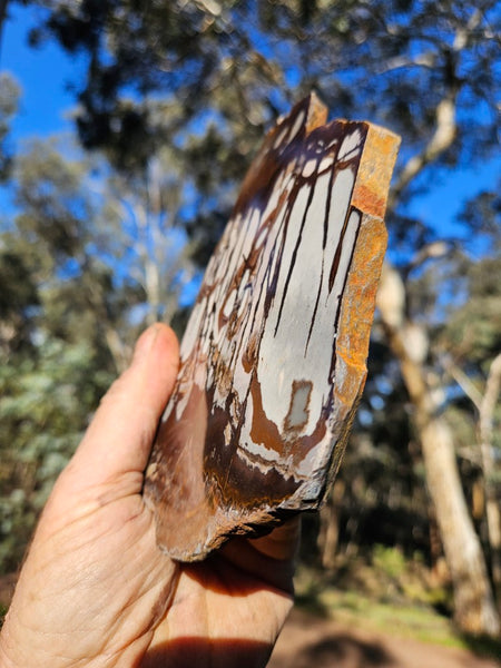 Polished Outback Jasper slab OJ197