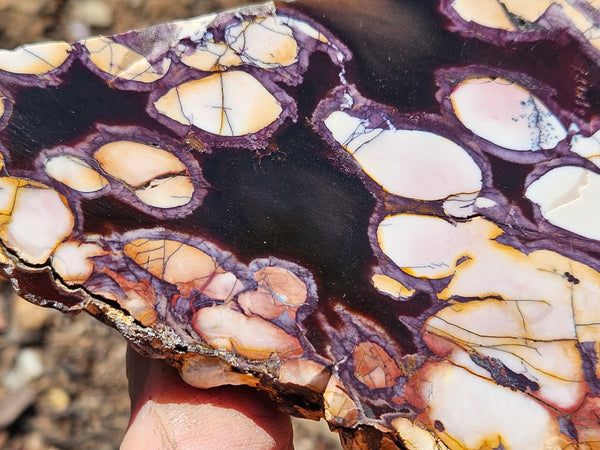 Polished Peanut Wood slab PW354