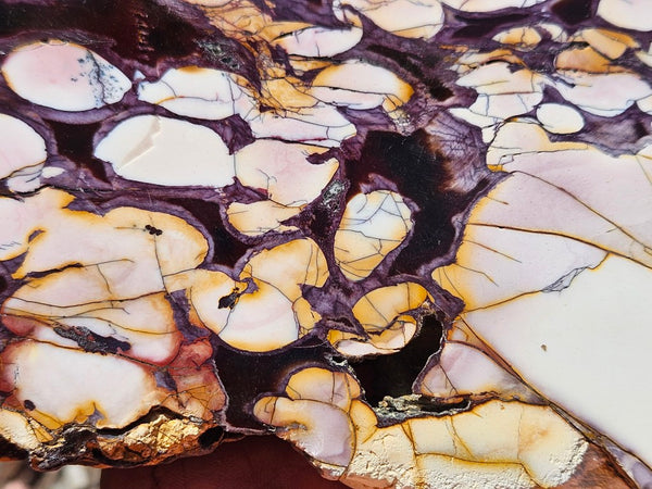 Polished Peanut Wood slab PW354