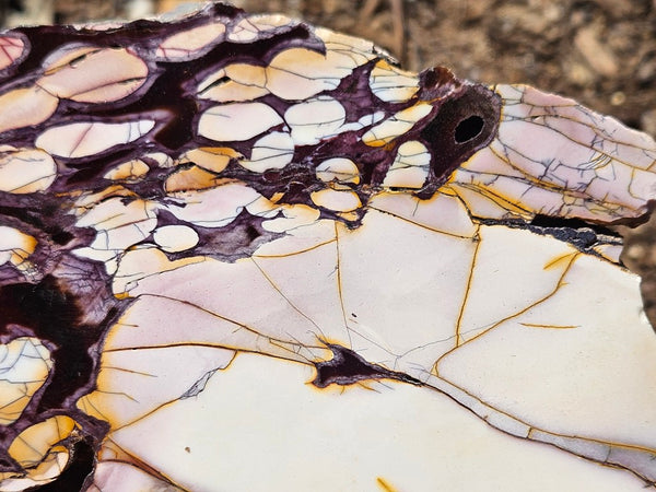 Polished Peanut Wood slab PW354