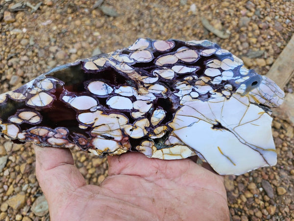 Polished Peanut Wood slab PW354