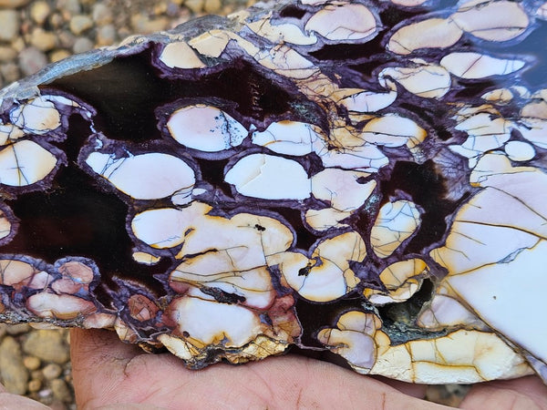 Polished Peanut Wood slab PW354