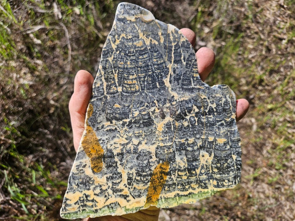 Polished fossil stromatolite slab. Asperia ashburtonia. ASP155