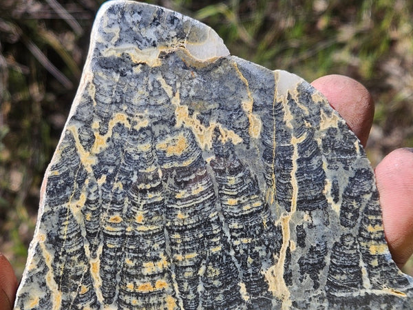 Polished fossil stromatolite slab. Asperia ashburtonia. ASP155
