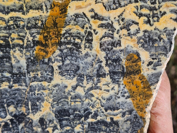 Polished fossil stromatolite slab. Asperia ashburtonia. ASP155