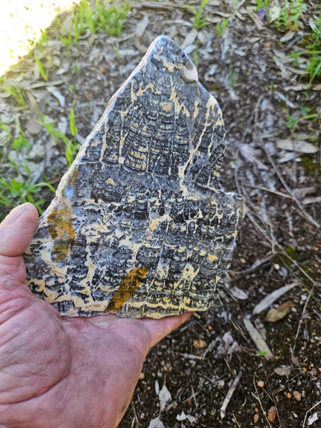 Polished fossil stromatolite slab. Asperia ashburtonia. ASP155