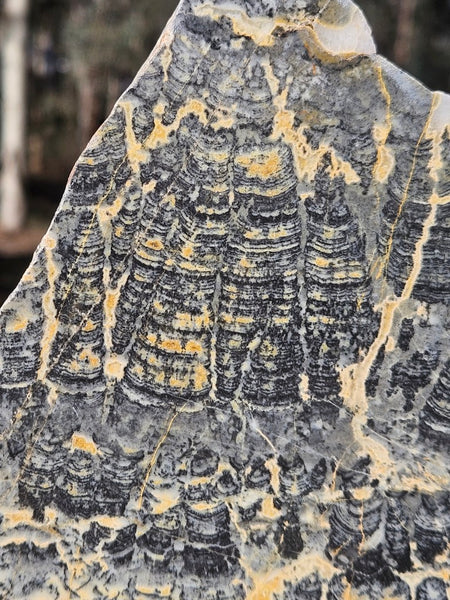 Polished fossil stromatolite slab. Asperia ashburtonia. ASP155