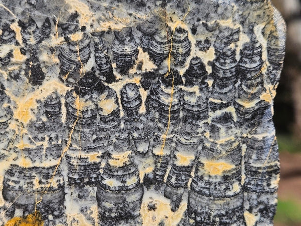 Polished fossil stromatolite slab. Asperia ashburtonia. ASP155