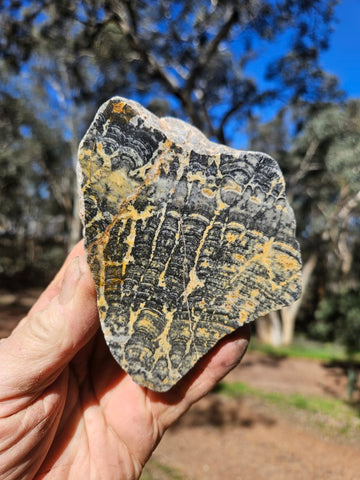 Polished fossil stromatolite. Asperia ashburtonia. ASP156