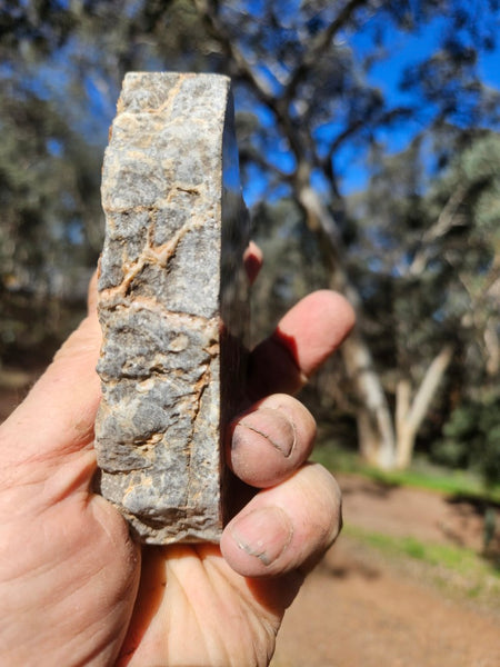 Polished fossil stromatolite. Asperia ashburtonia. ASP156